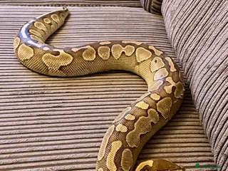 Python Snake reptiles Royal Python Collection Designer Morphs Females - Advert 1