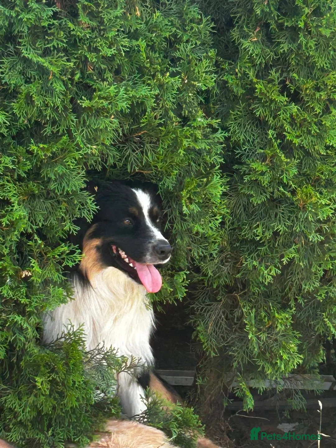 Australian Shepherd dogs for stud: 🐾KC REGISTERED AUSTRALIAN SHEPHERD FOR STUD - Advert 2