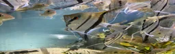 Angelfish fish for sale: Angelfish  - Advert 10