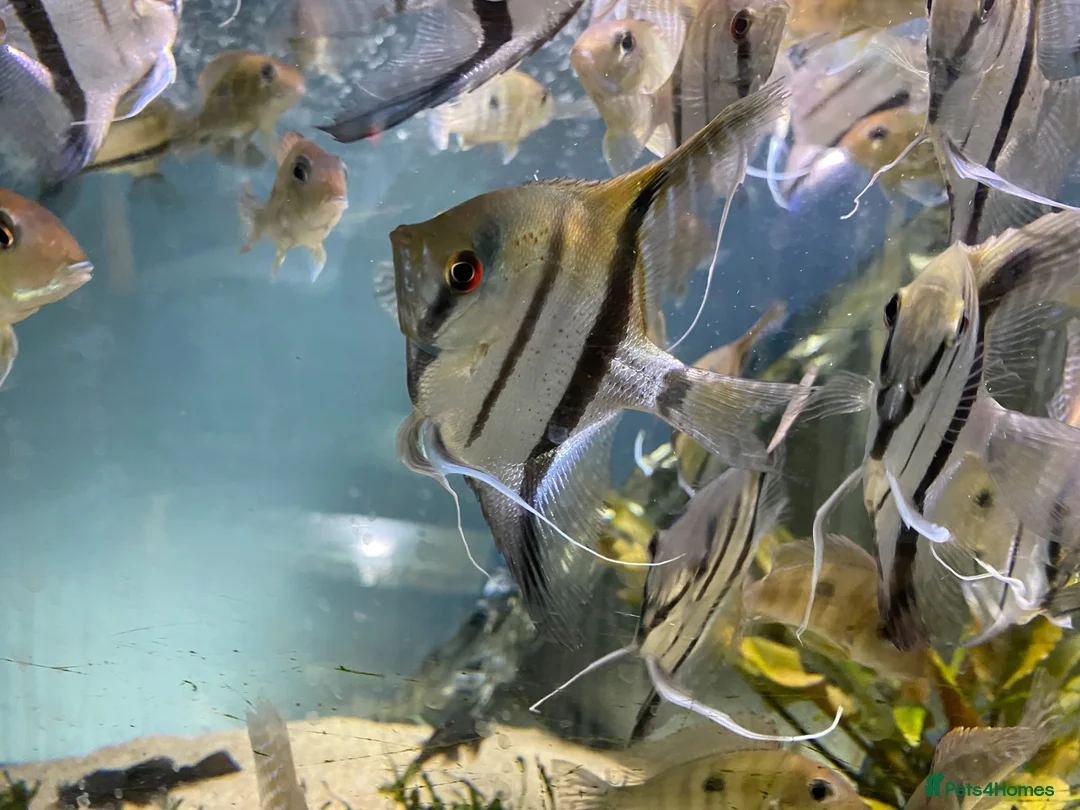 Angelfish fish for sale: Angelfish  - Advert 10