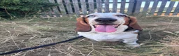 Basset Hound dogs for sale: Basset Hound looking for new home in Aberystwyth - Advert 7