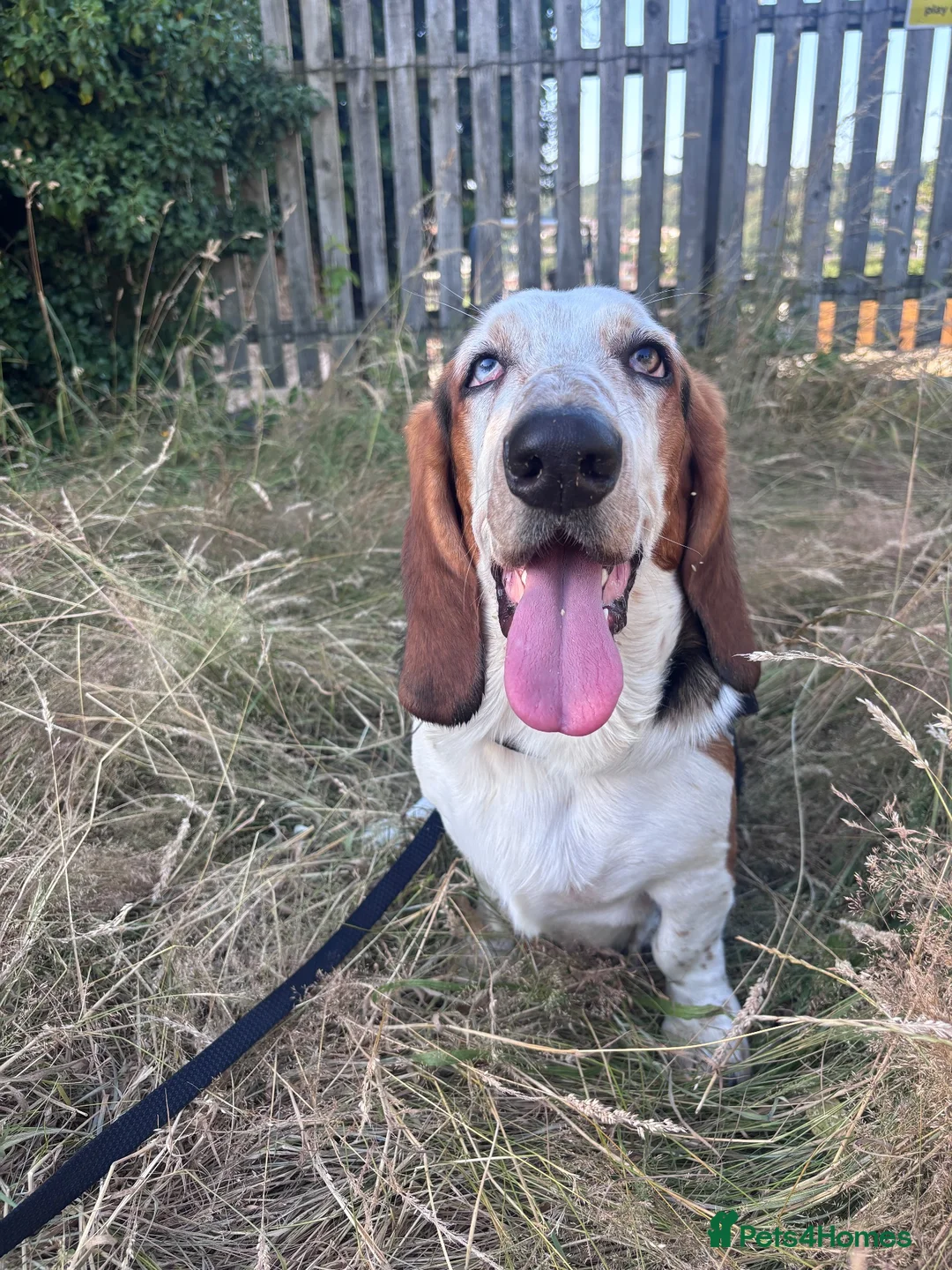 Basset Hound dogs for sale: Basset Hound looking for new home in Aberystwyth - Advert 7