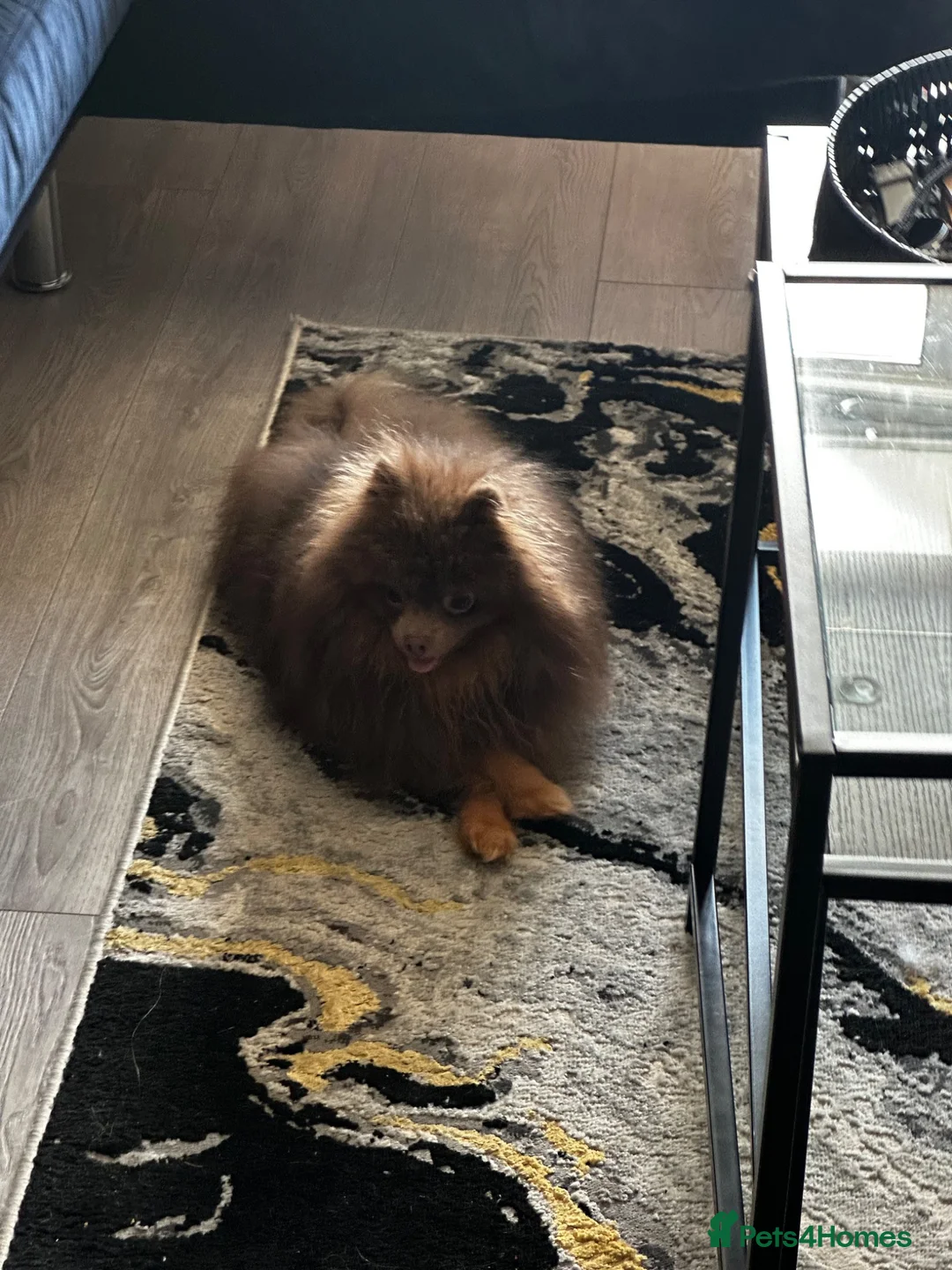 Pomeranian dogs for sale: Pomeranian Girl - Advert 1