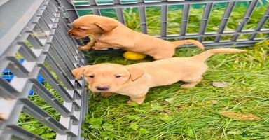 Labrador Retriever dogs - Advert 11