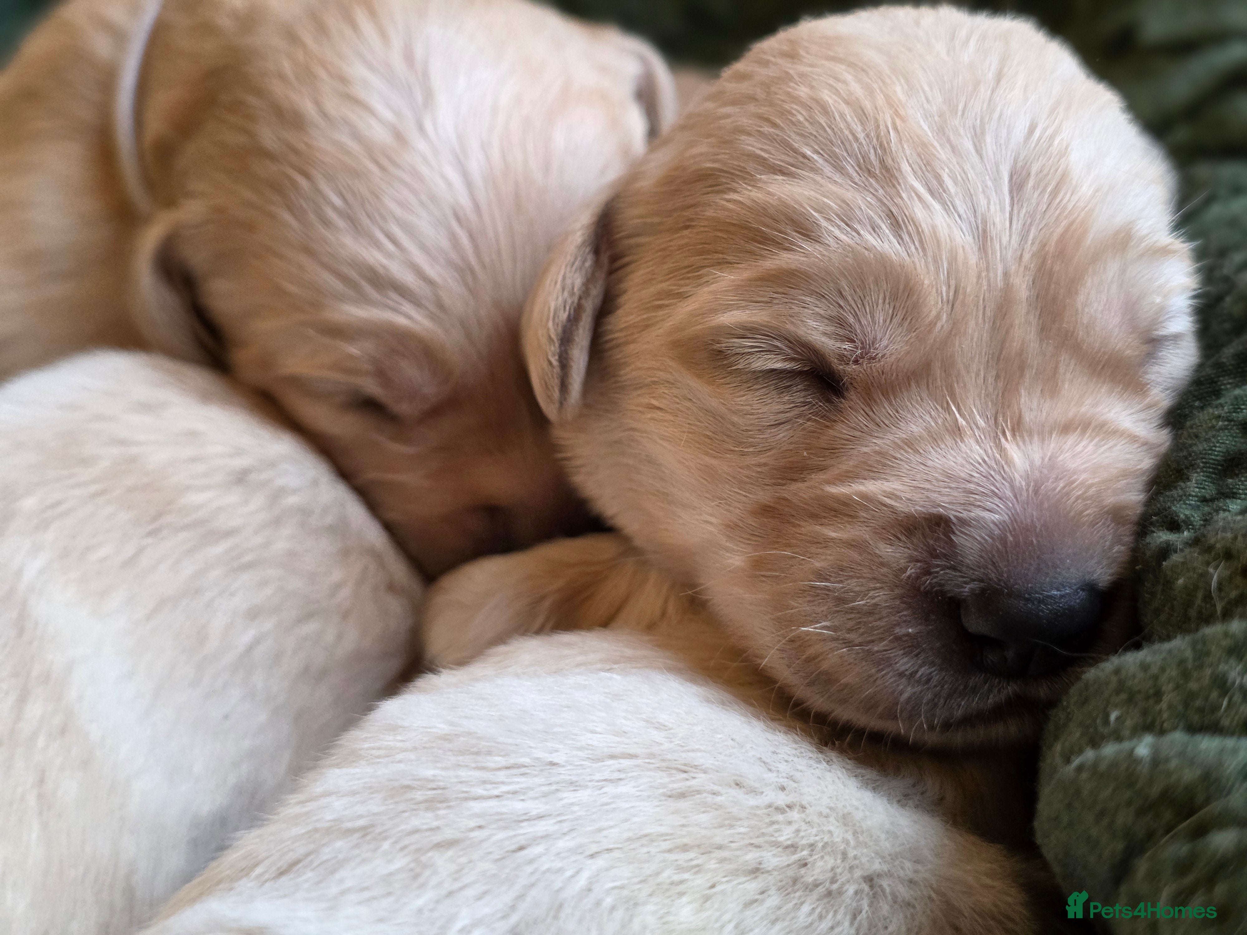 Goldador dogs 🐾 KC Line Goldador Puppies Ready in April 🐶 - Advert 6