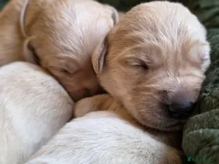 Goldador dogs 🐾 KC Line Goldador Puppies Ready in April 🐶 - Advert 6