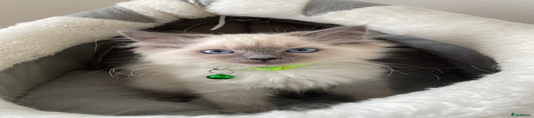 Ragdoll Kitten 2 - Bella