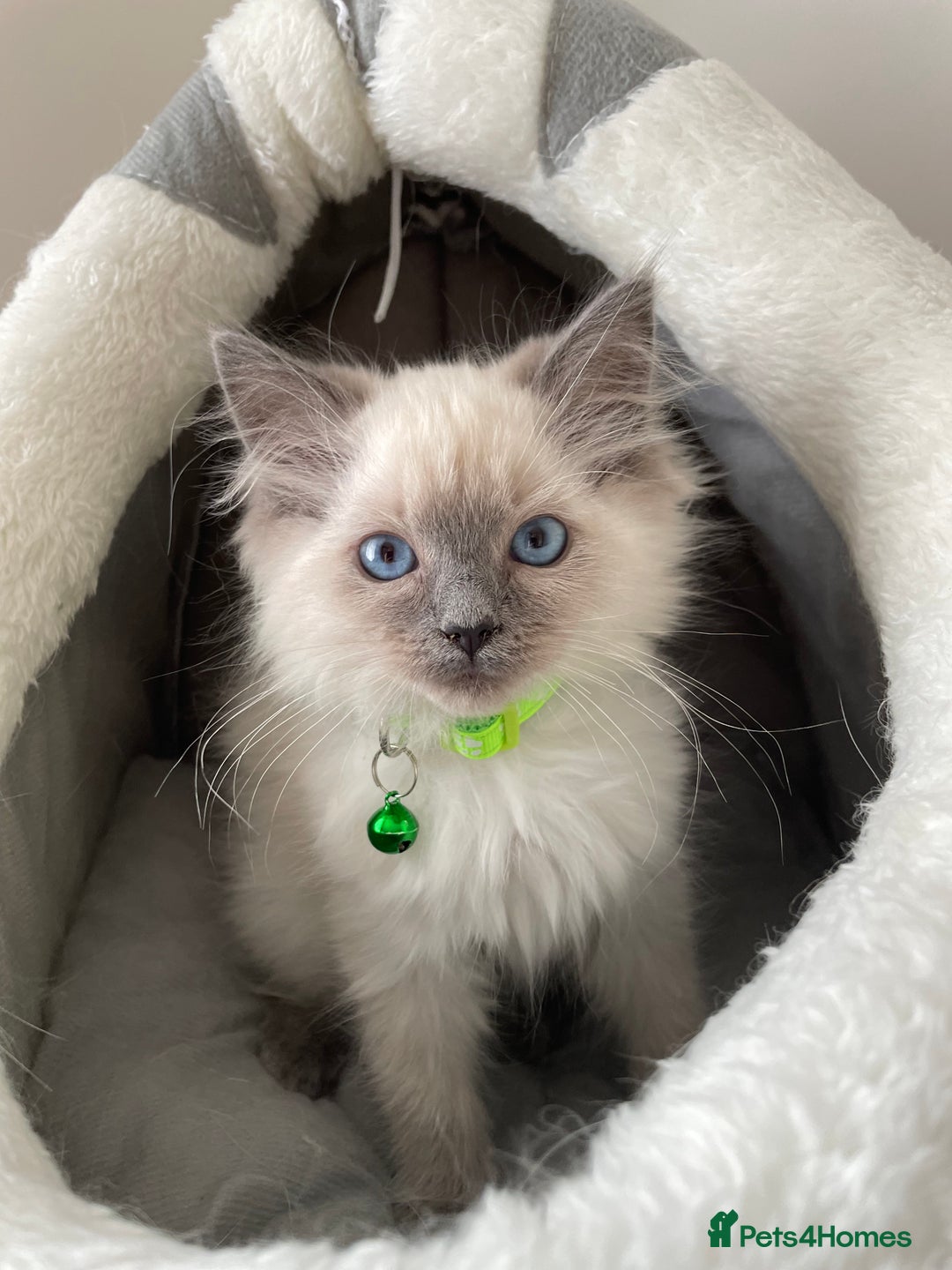 Ragdoll cats for sale: Blue point ragdoll gccf registered  - Image 4