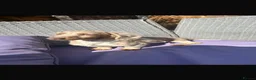 Miniature Dachshund dogs for sale: Mini dachshund dapple Isabela+tan piebald  - Advert 7