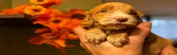 Cockapoo dogs for sale:  Litter of three beautiful Cockapoo puppies  - Advert 5