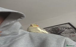 Cockatiels birds for sale: 2 female cockatiels 1 tame, 1 semitame - Image 1