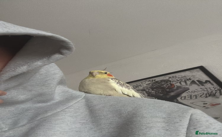 Cockatiels birds - Advert 1