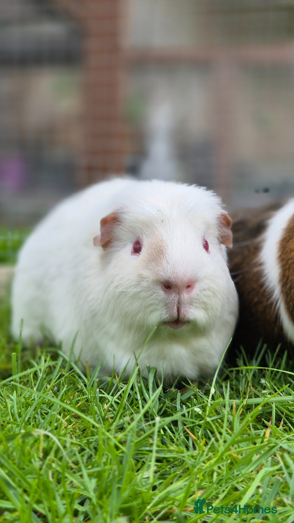 Guinea Pig rodents for sale: 2 male guinea pigs very friendly  - Advert 3