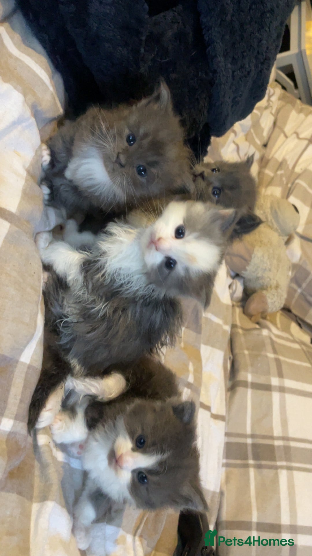 Ragdoll cats for sale: 4 maincoon x ragdoll kittens - Advert 37