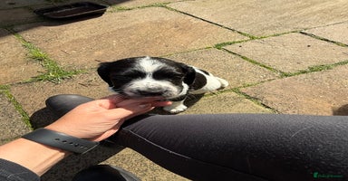 English Springer Spaniel dogs - Advert 13