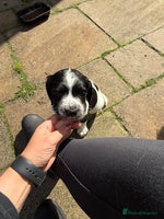 English Springer Spaniel dogs - Advert 1