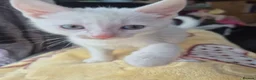 Mixed Breed cats for sale: White Kittens Ready to leave - Advert 13