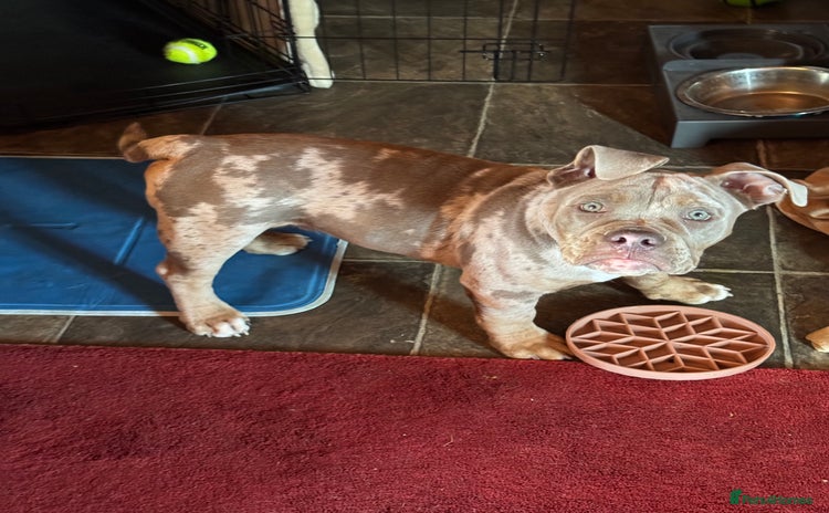 Olde English Bulldogge dogs - Advert 2