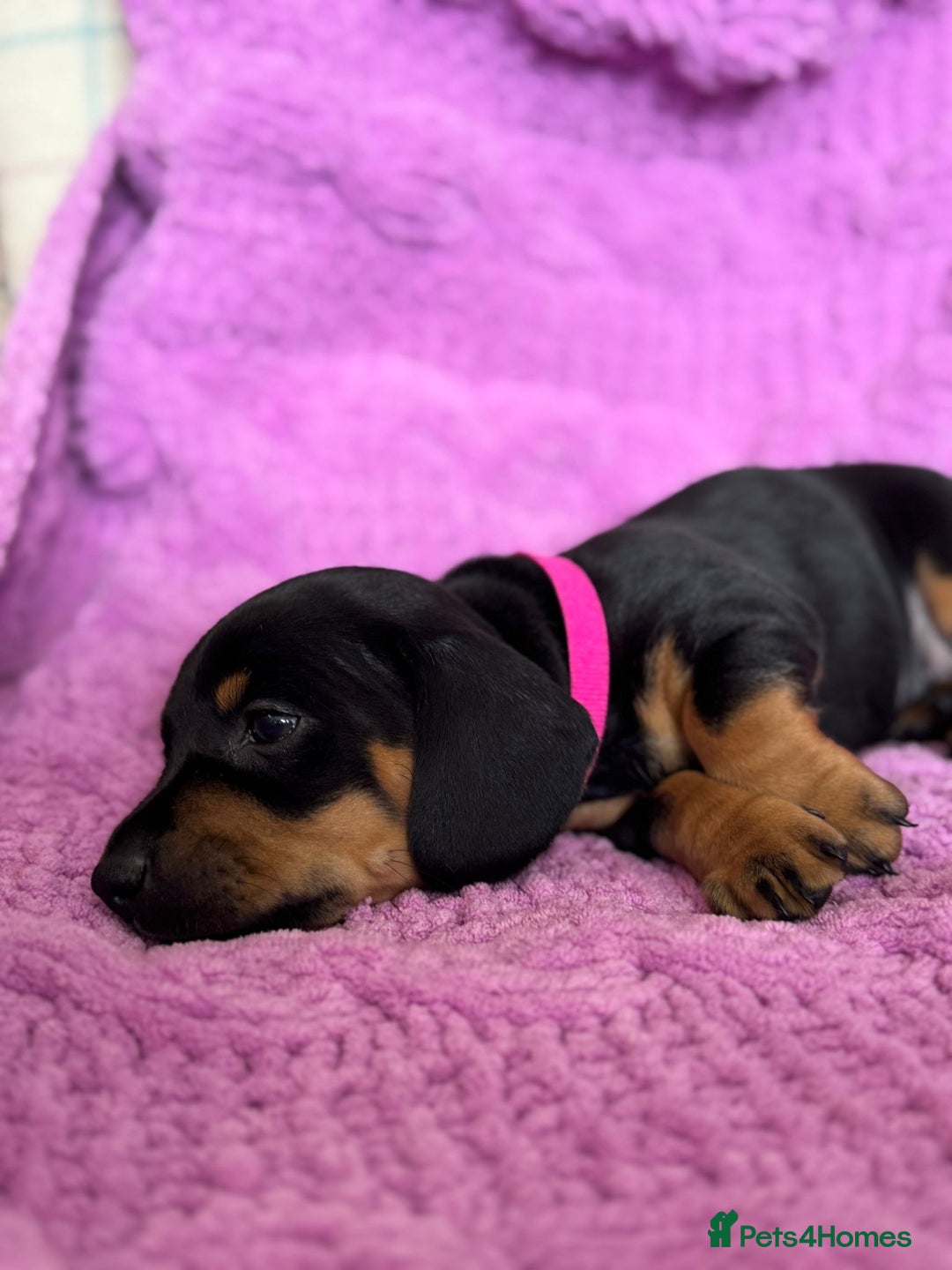 Dachshund dogs for sale: Stunning Dachshund Puppies  - Image 18