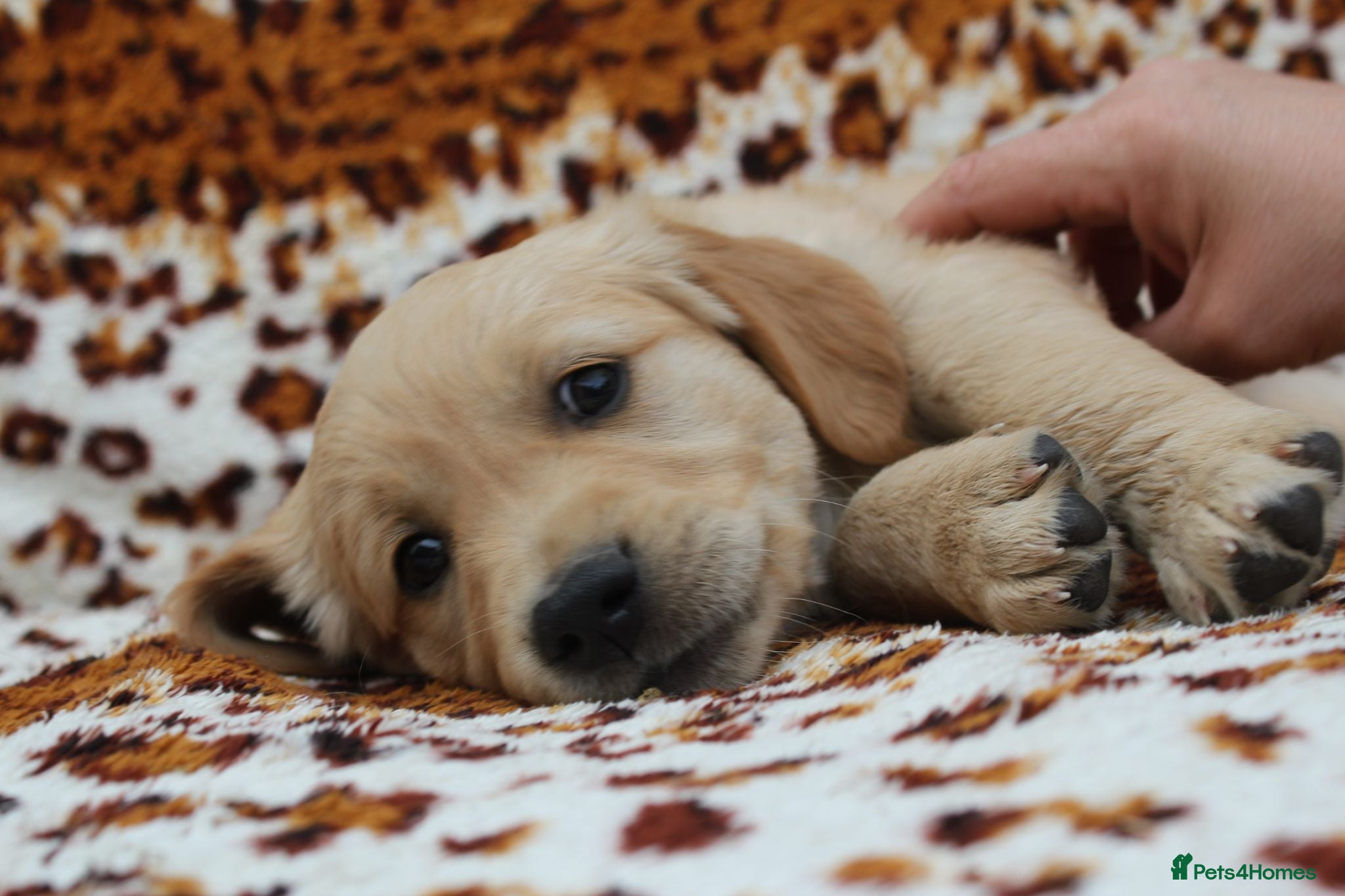 Golden Retriever dogs Litter of Golden Retriver puppies - Advert 1