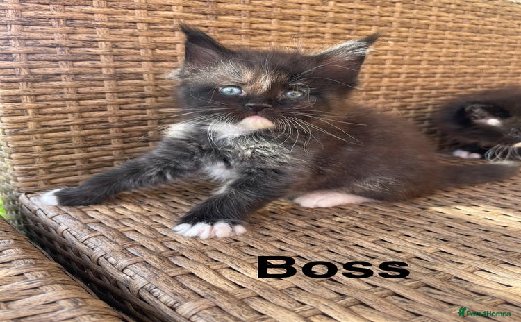 Maine Coon cats - Advert 10