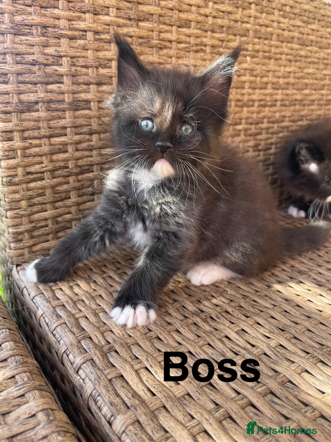 Maine Coon cats for sale: Mainecoons  - Image 1