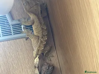 Gecko reptiles Crested geko - Advert 2