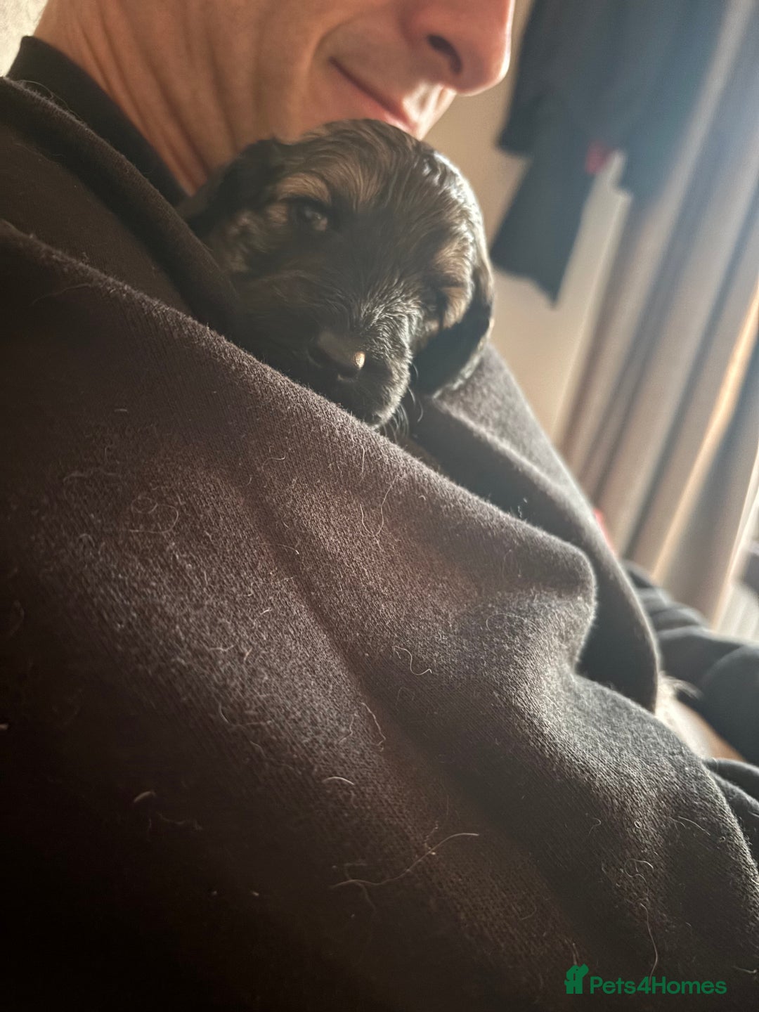 Schnoodle dogs for sale: Gorgeous schnoodle puppies  - Image 25