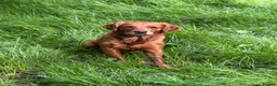 Golden Retriever dogs for sale:  Beautiful red golden retrievers 2 girls  2 boys - Advert 29