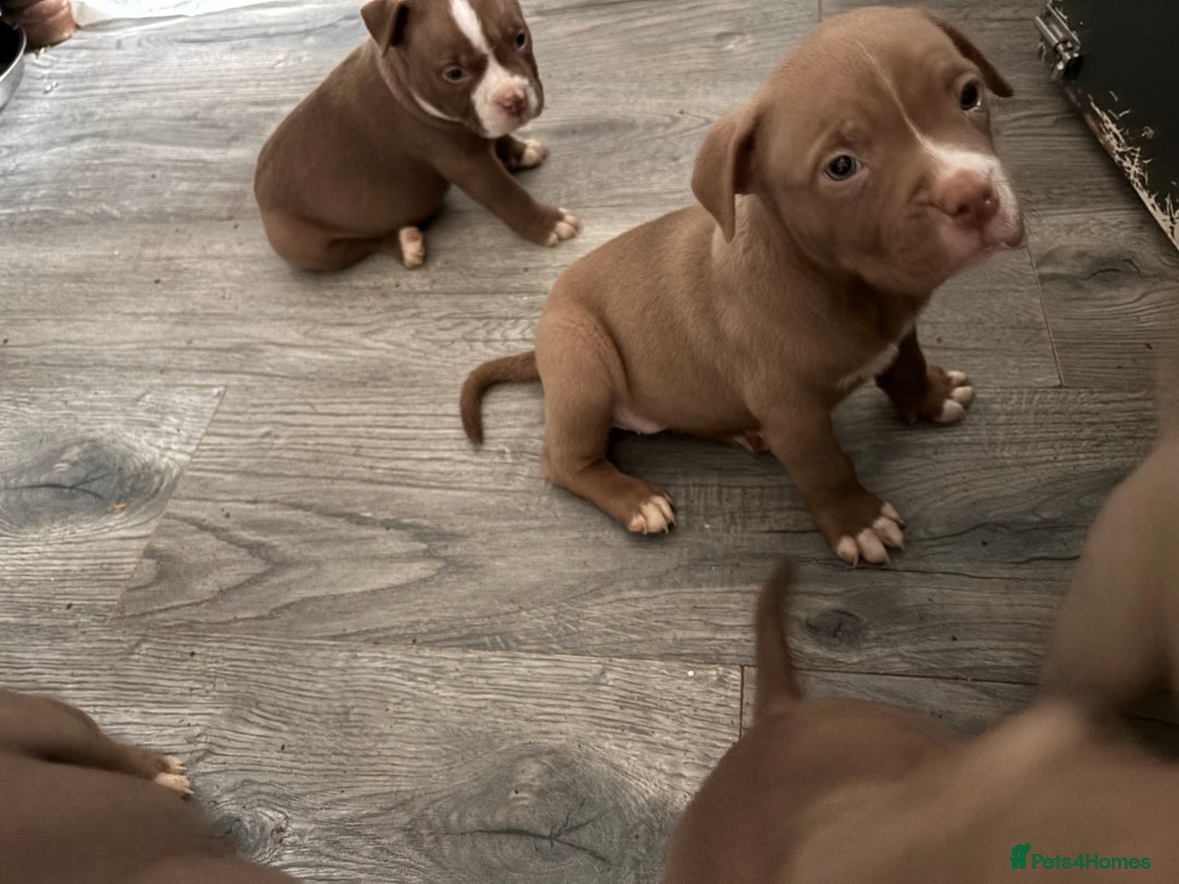 American Bully dogs for sale: Pocket bully puppies - Advert 21