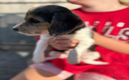 Mixed Breed dogs for sale: Beagle Cross puppies  - Image 13
