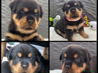 Rottweiler dogs - Advert 8