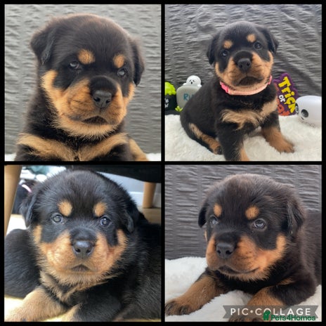 Rottweiler dogs - Advert 1