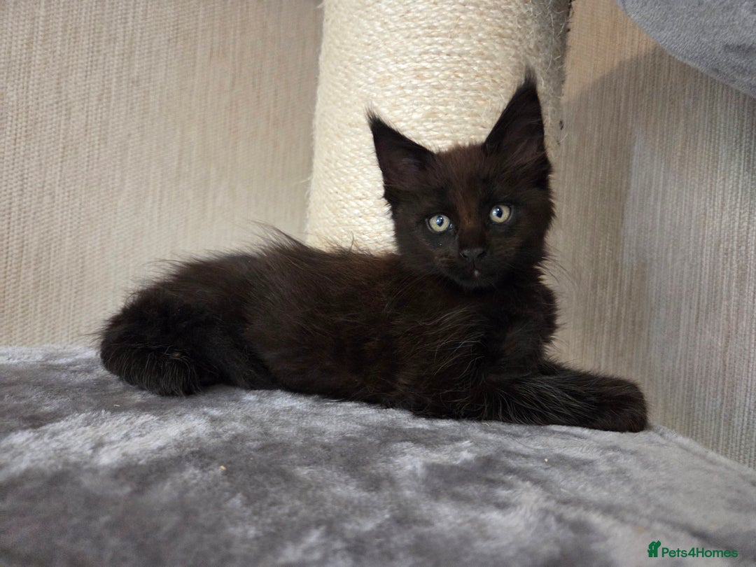 Maine Coon cats for sale: TICA REGISTERED MAINE COON KITTENS - Image 18