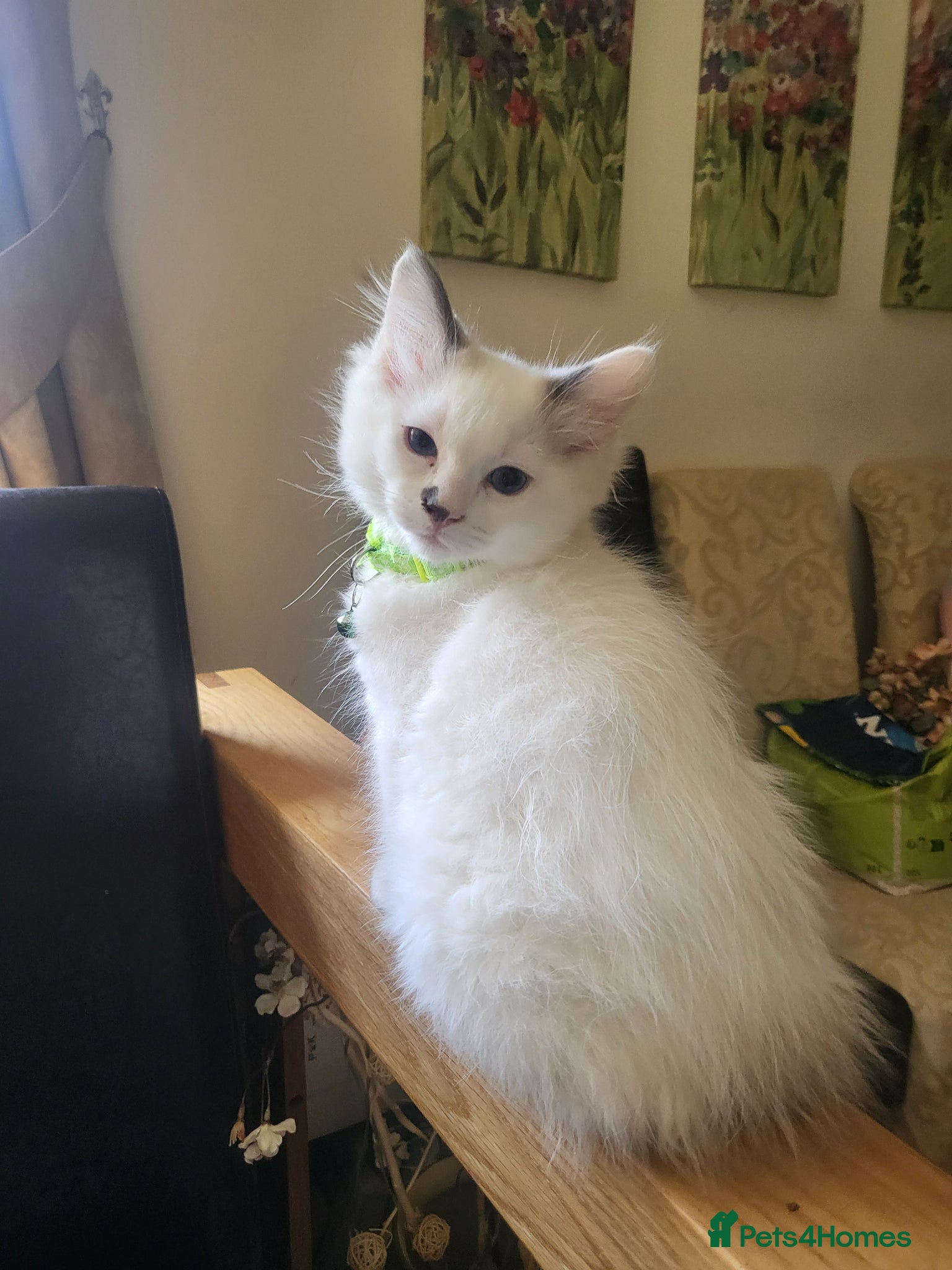 Ragdoll cats for sale: Exquisite pure ragdoll kittens  - Advert 9