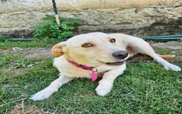 Mixed Breed dogs for sale: ALASKA–LOYAL, LOVING COMPANION YOUR ONE AND ONLY!  - Image 1