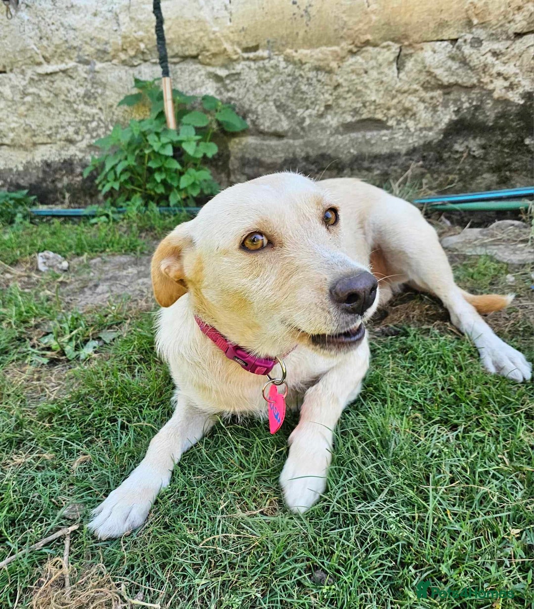 Mixed Breed dogs for sale: ALASKA–LOYAL, LOVING COMPANION YOUR ONE AND ONLY!  - Image 1
