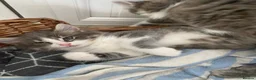 Mixed Breed cats for sale: Beautiful fluffy grey kittens - Advert 7
