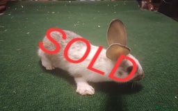 Lionhead rabbits for sale: LAST 1 LEFT!! 4 Cute Baby Lion X Mini Lop Rabbits - Image 3