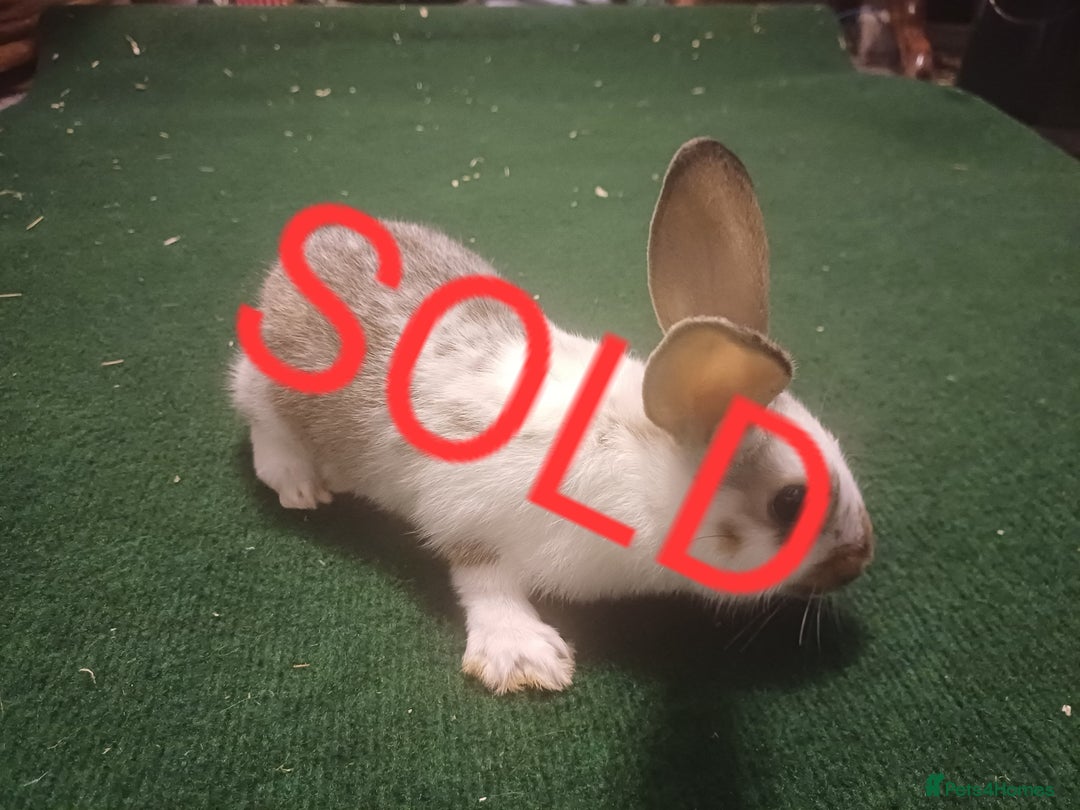 Lionhead rabbits for sale: LAST 1 LEFT!! 4 Cute Baby Lion X Mini Lop Rabbits - Image 3