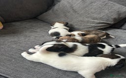 Jack Russell dogs for sale: Beautiful jack russle puppies - Image 10