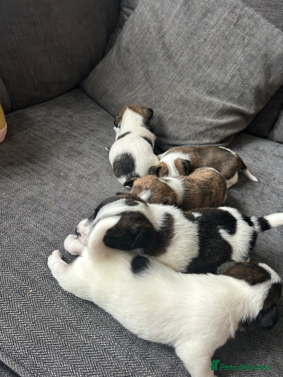 Jack Russell dogs for sale: Beautiful jack russle puppies - Image 10