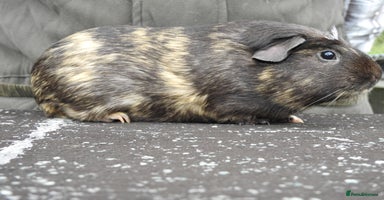 Guinea Pig rodents - Advert 13
