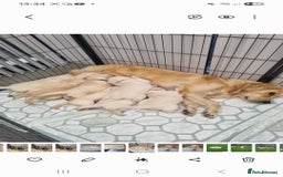 Golden Retriever dogs for sale: Adorable Golden Retriever Puppies - Image 16