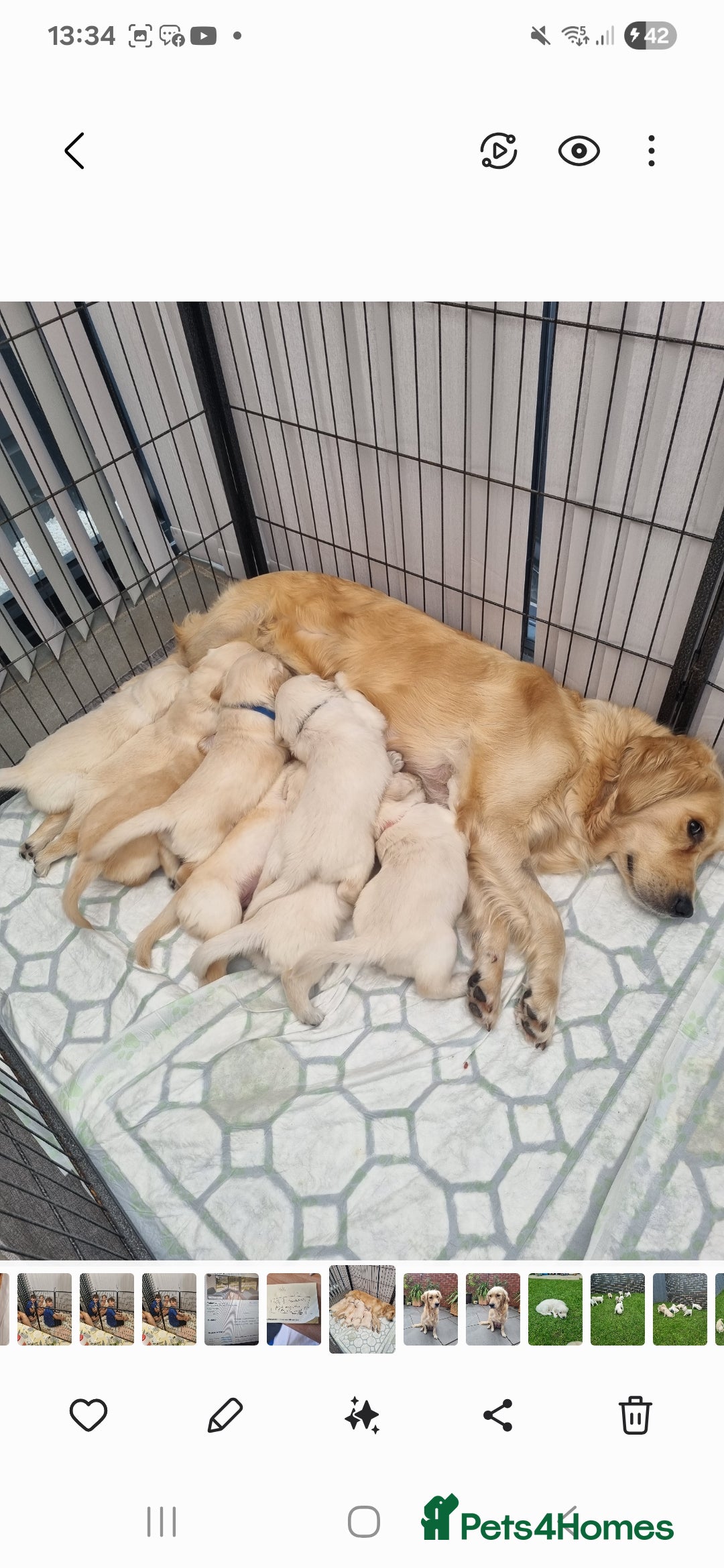 Golden Retriever dogs for sale: Adorable Golden Retriever Puppies - Image 16
