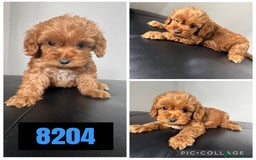 Cockapoo dogs for sale: Beautiful F1 TOY Cockapoos - Image 9