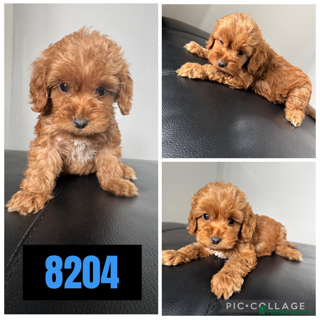 Cockapoo dogs for sale: Beautiful F1 TOY Cockapoos - Image 9
