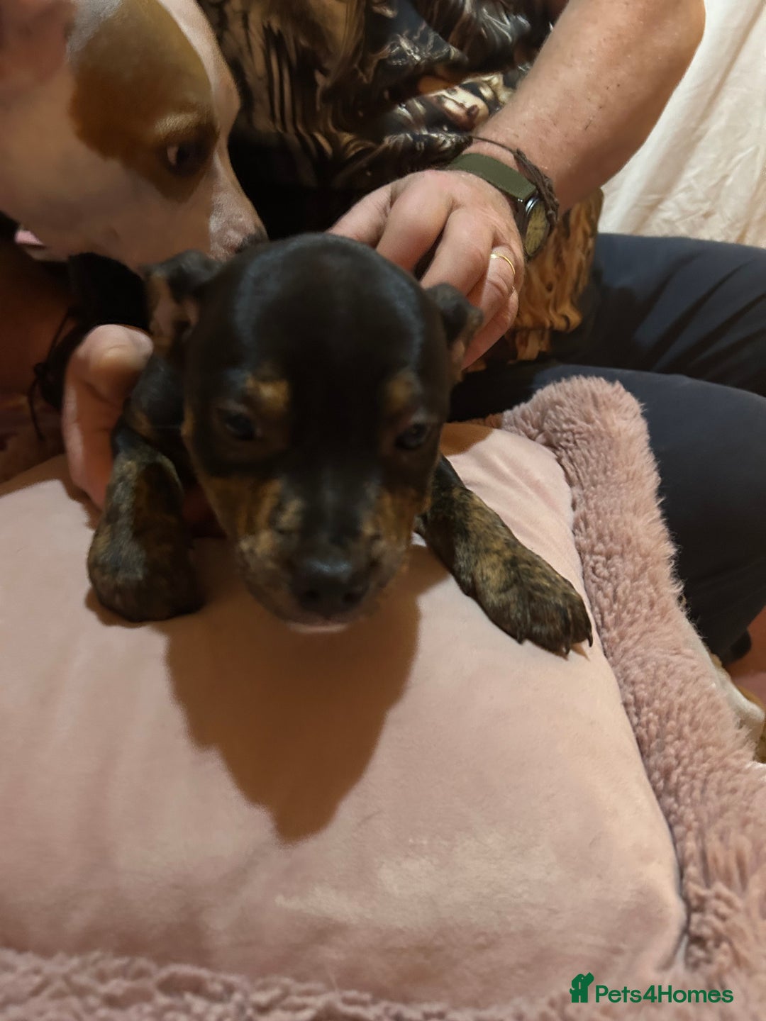 Mixed Breed dogs for sale: Last two beautiful Puppies for Rehoming  - Advert 3