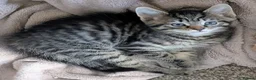 Mixed Breed cats for sale: Gorgeous fluffy tabby kittens! - Advert 6
