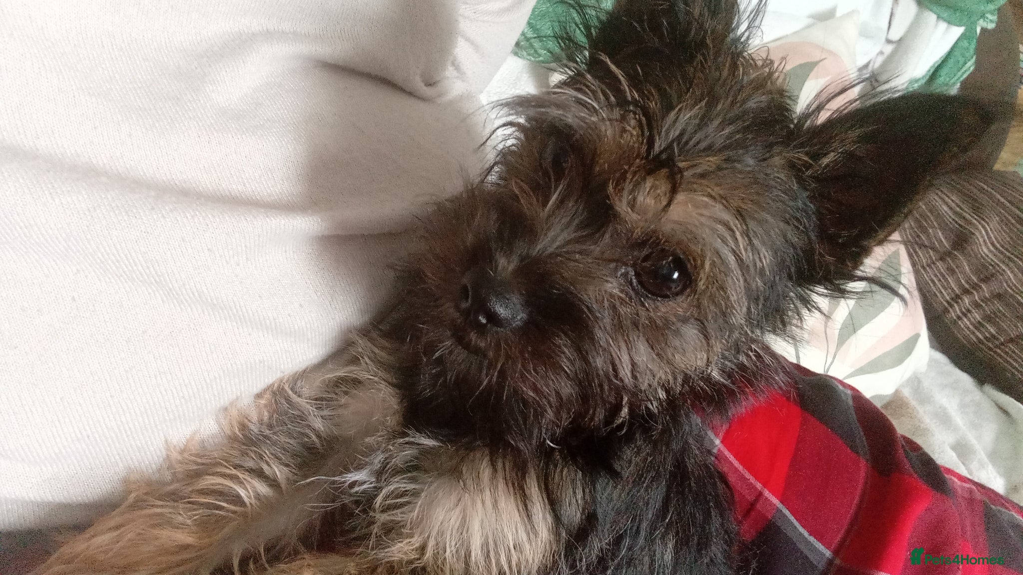 Mixed Breed dogs Gorgeous Yorkie Cross pup looking for forever home - Advert 1